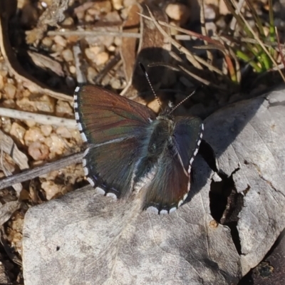 Paralucia spinifera (Bathurst or Purple Copper Butterfly) at Rendezvous Creek, ACT - 24 Aug 2023 by RAllen
