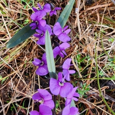 Hovea heterophylla (Common Hovea) at Gundaroo, NSW - 23 Aug 2023 by Gunyijan