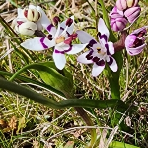 Wurmbea dioica subsp. dioica at Gundaroo, NSW - 23 Aug 2023