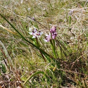 Wurmbea dioica subsp. dioica at Gundaroo, NSW - 23 Aug 2023 10:51 AM