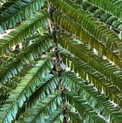 Acacia mearnsii (Black Wattle) at Cantor Crescent Woodland - 25 Aug 2023 by Untidy