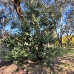 Acacia mearnsii at Higgins, ACT - 25 Aug 2023