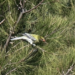 Oriolus sagittatus (Olive-backed Oriole) at Lawson, ACT - 24 Aug 2023 by MattYoung