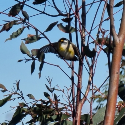 Pardalotus striatus (Striated Pardalote) at Reservoir Hill, Lawson - 22 Aug 2023 by MattYoung