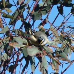 Pardalotus striatus at Lawson, ACT - 23 Aug 2023