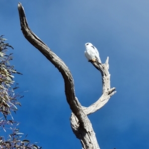 Elanus axillaris at Lawson, ACT - 16 Aug 2023 10:11 AM