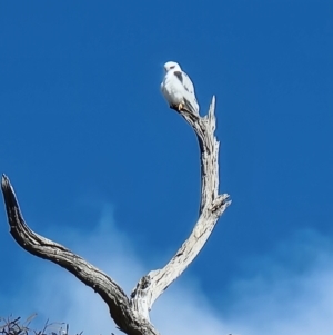 Elanus axillaris at Lawson, ACT - 16 Aug 2023 10:11 AM