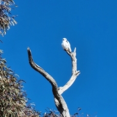 Elanus axillaris at Lawson, ACT - 16 Aug 2023