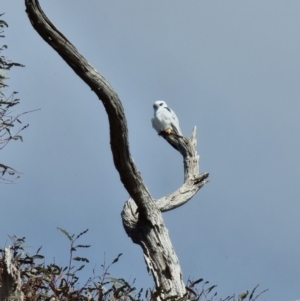 Elanus axillaris at Lawson, ACT - 16 Aug 2023 10:11 AM