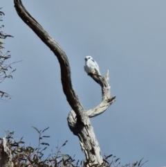 Elanus axillaris at Lawson, ACT - 16 Aug 2023