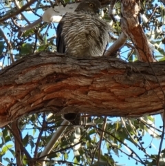 Tachyspiza cirrocephala (Collared Sparrowhawk) at Lawson, ACT - 16 Aug 2023 by MattYoung