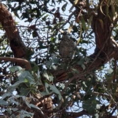 Accipiter cirrocephalus at Lawson, ACT - 16 Aug 2023