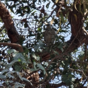 Accipiter cirrocephalus at Lawson, ACT - 16 Aug 2023