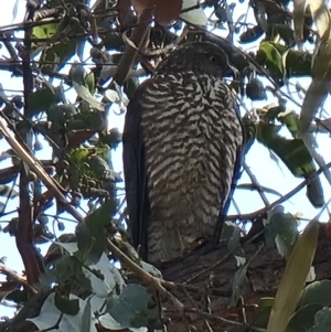 Accipiter cirrocephalus at Lawson, ACT - 16 Aug 2023