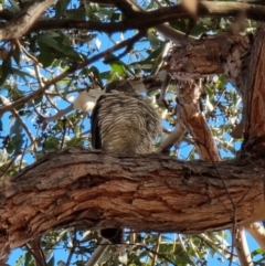 Accipiter cirrocephalus at Lawson, ACT - 16 Aug 2023