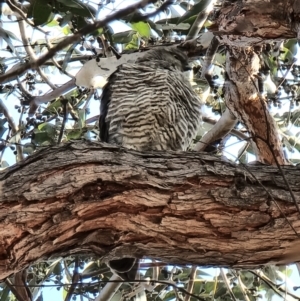 Accipiter cirrocephalus at Lawson, ACT - 16 Aug 2023