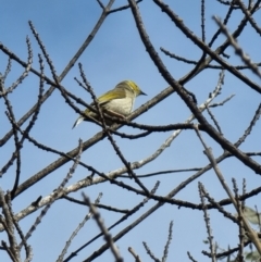 Ptilotula penicillata (White-plumed Honeyeater) at Kaleen, ACT - 8 Aug 2023 by MattY1