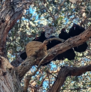 Corcorax melanorhamphos at Kaleen, ACT - 7 Aug 2023 09:14 AM