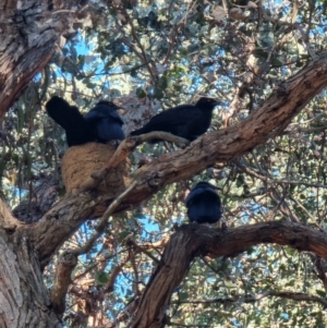 Corcorax melanorhamphos at Kaleen, ACT - 7 Aug 2023 09:14 AM