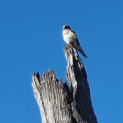 Falco cenchroides (Nankeen Kestrel) at Crace, ACT - 5 Aug 2023 by MattYoung