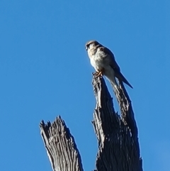 Falco cenchroides at Crace, ACT - 5 Aug 2023