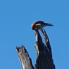 Falco cenchroides at Crace, ACT - 5 Aug 2023