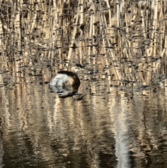 Tachybaptus novaehollandiae (Australasian Grebe) at Gungaderra Grasslands - 5 Aug 2023 by MattYoung