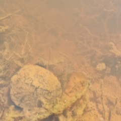 Chelodina longicollis (Eastern Long-necked Turtle) at Gungahlin, ACT - 5 Aug 2023 by MattYoung