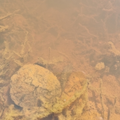 Chelodina longicollis (Eastern Long-necked Turtle) at Gungahlin, ACT - 5 Aug 2023 by MattYoung