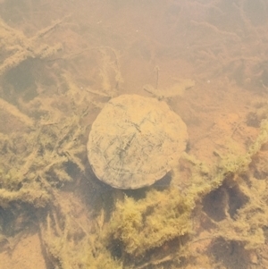 Chelodina longicollis at Gungahlin, ACT - 5 Aug 2023 03:07 PM