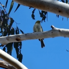 Ptilotula penicillata (White-plumed Honeyeater) at Gungaderra Grasslands - 5 Aug 2023 by MattYoung