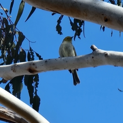 Ptilotula penicillata (White-plumed Honeyeater) at Kaleen, ACT - 5 Aug 2023 by MattYoung