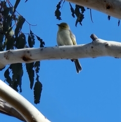 Ptilotula penicillata at Kaleen, ACT - 5 Aug 2023