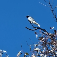 Coracina novaehollandiae (Black-faced Cuckooshrike) at Kaleen, ACT - 5 Aug 2023 by MattYoung