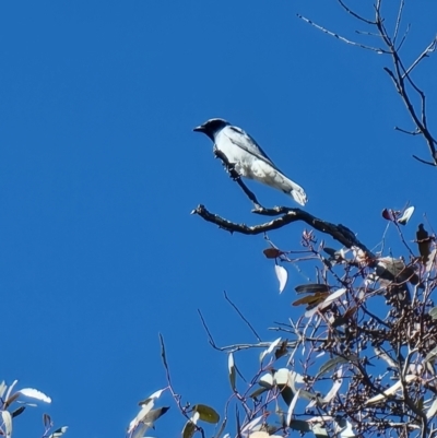 Coracina novaehollandiae (Black-faced Cuckooshrike) at Gungaderra Grasslands - 5 Aug 2023 by MattYoung