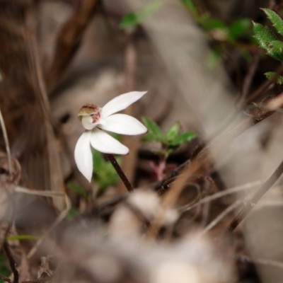 Caladenia fuscata (Dusky Fingers) at Canberra Central, ACT - 25 Aug 2023 by RobertD
