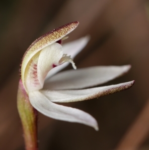 Caladenia fuscata at Canberra Central, ACT - 25 Aug 2023