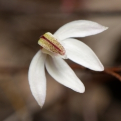 Caladenia fuscata at Canberra Central, ACT - 25 Aug 2023