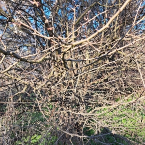 Crataegus monogyna at Majura, ACT - 24 Aug 2023