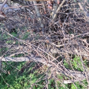 Crataegus monogyna at Majura, ACT - 24 Aug 2023