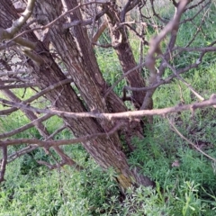 Crataegus monogyna at Majura, ACT - 24 Aug 2023