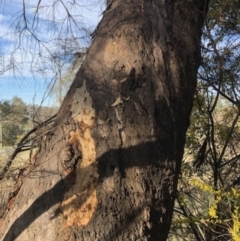 Eucalyptus blakelyi (Blakely's Red Gum) at Lyons, ACT - 25 Aug 2023 by GregC