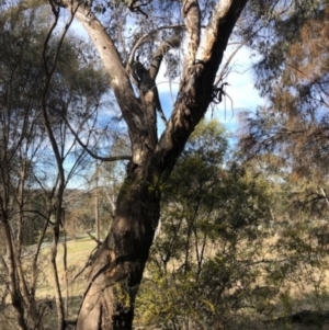 Eucalyptus blakelyi at Lyons, ACT - 25 Aug 2023