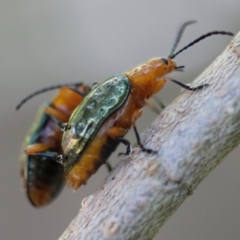 Lamprolina (genus) (Pittosporum leaf beetle) at Moruya, NSW - 25 Aug 2023 by LisaH