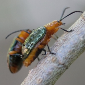 Adoxia sp. (genus) at Moruya, NSW - 25 Aug 2023