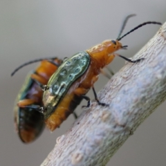 Adoxia sp. (genus) (Leaf beetle) at Moruya, NSW - 25 Aug 2023 by LisaH