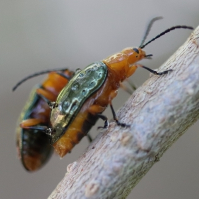 Adoxia sp. (genus) (Leaf beetle) at Moruya, NSW - 25 Aug 2023 by LisaH