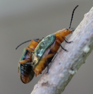 Adoxia sp. (genus) at Moruya, NSW - suppressed