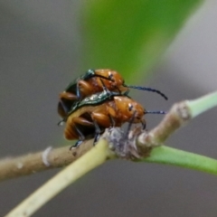 Adoxia sp. (genus) at Moruya, NSW - 25 Aug 2023