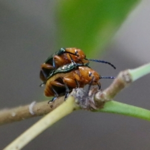 Adoxia sp. (genus) at Moruya, NSW - 25 Aug 2023